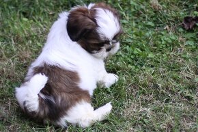 Shih-tzu, Shih tzu, si cu bez pp - 9