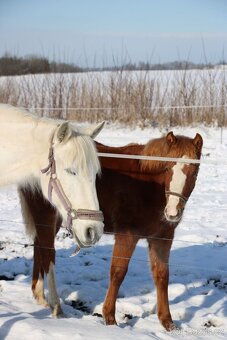 Krásná klisnička WPBR Pony B do sportu - 9