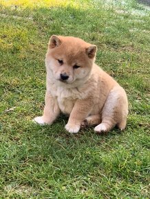 Shiba inu - 9