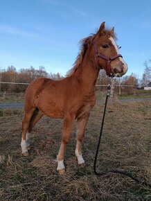 Klisnička Welsh pony of cob type - 9