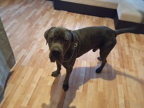 Štěně Cane corso bez PP - 9