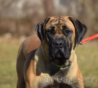 BOERBOEL  BALLOTADA  --VALERIE + VALENTÝNA - 9