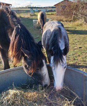 Pony kobylka 122 cm WPBR - 9