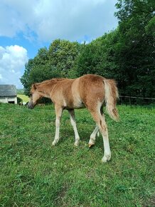 Klisnička Welsh pony of cob type - 9