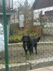 American bully kříženec - 9