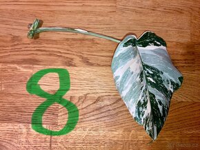 Monstera albo variegata panašovaná bílá deliciosa NOVÉ ŘÍZKY - 9