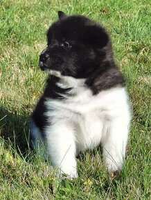 Americká Akita štěňátka - 9