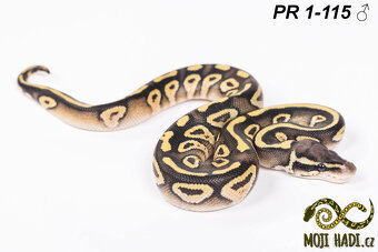 Python regius - Königspythons - Ball python - 2024 - 9