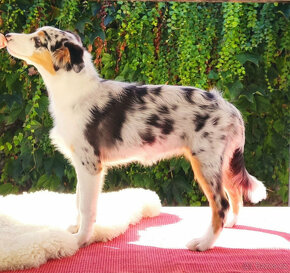 Austrálsky ovčák, blue merle fenka s PP na predaj - 9