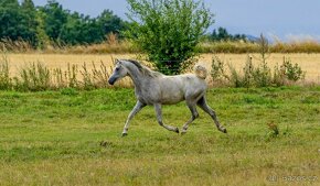 5-ti letý plnokrevný arab - 9