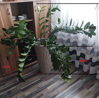 Prodám - Zamioculcas zamiifolia - Kulkas zamiolistý. - 9