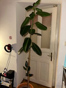 Ficus Elastica velký 170 cm (fíkovník pryžodárný) - 9