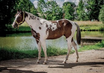 luxusní PAINT HORSE PLEMENÍK, DOUBLE HOMOZYGOT, 7 panel NN - 9