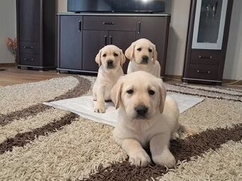 čistokrevná štěňátka labrador / Labradorský retrívr - 9