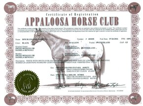 Appaloosa hřebec - připouštění - 9