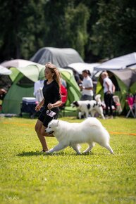 Samojed -  štěňátka s PP - 9