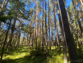 Lesní pozemek Žíšov u Veselí nad Lužnicí - 9