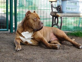 Štěňata American Bully XL/XXL Bloodline DDK9 - 9