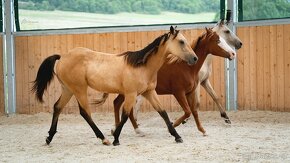 American Quarter Horse buckskin klisna, nominace na Futurity - 9