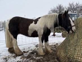 Irský cob březí klisna - 9