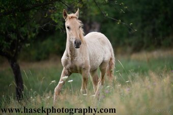 Lusitano klisna PSL 2 letá - 9