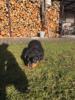 Štěňata Rottweilera - 9