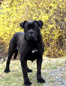 Cane Corso štěňátka s FCI PP - přátelská cena - 9