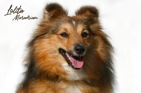 Sheltie s PP - 9