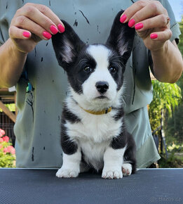 Welsh Corgi Cardigan-štěňata s průkazem původu FCI - 9