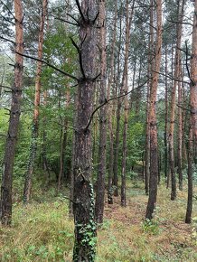 Prodej lesního pozemku k.ú. Otěvěky, obec Žďár okr.Rakovník - 9