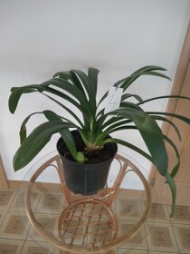 Monstera a  Klivie - Clivie - 9