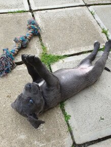 Cane corso šedý ke krytí - 9