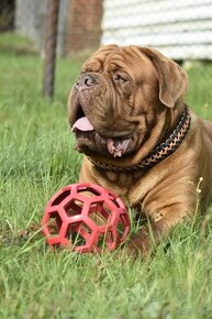 Bordeauxská doga, Dogue de bordeaux, French mastiff - 9