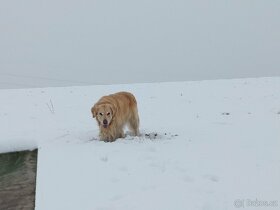 Možnost krytí. Zlatý retriever. - 9