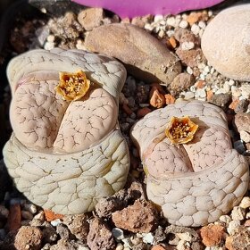 Lithops a Conophytum - 9