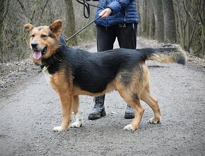 NAVARO - 2,5 ROKU, KAMARÁDSKÝ,HODNÝ,VHODNÝ K RD - 9