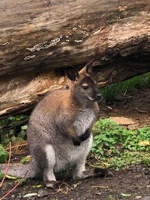 Prodám samečka klokana Bennettova Wallaby - 9