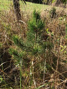 Sibiřský Cedr / Pinus Sibirica sazenice - 9